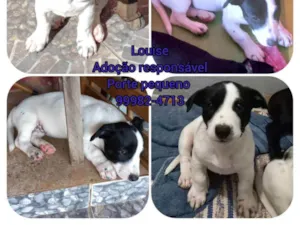 Cachorro raça SRD idade 2 a 6 meses nome Louise