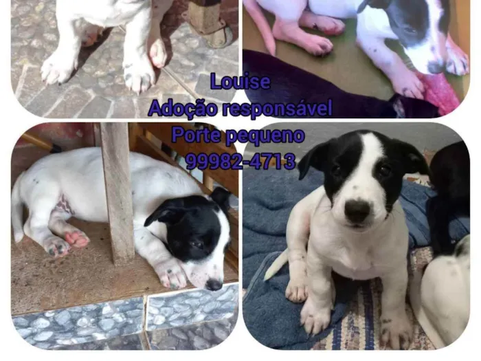 Cachorro ra a SRD idade 2 a 6 meses nome Louise