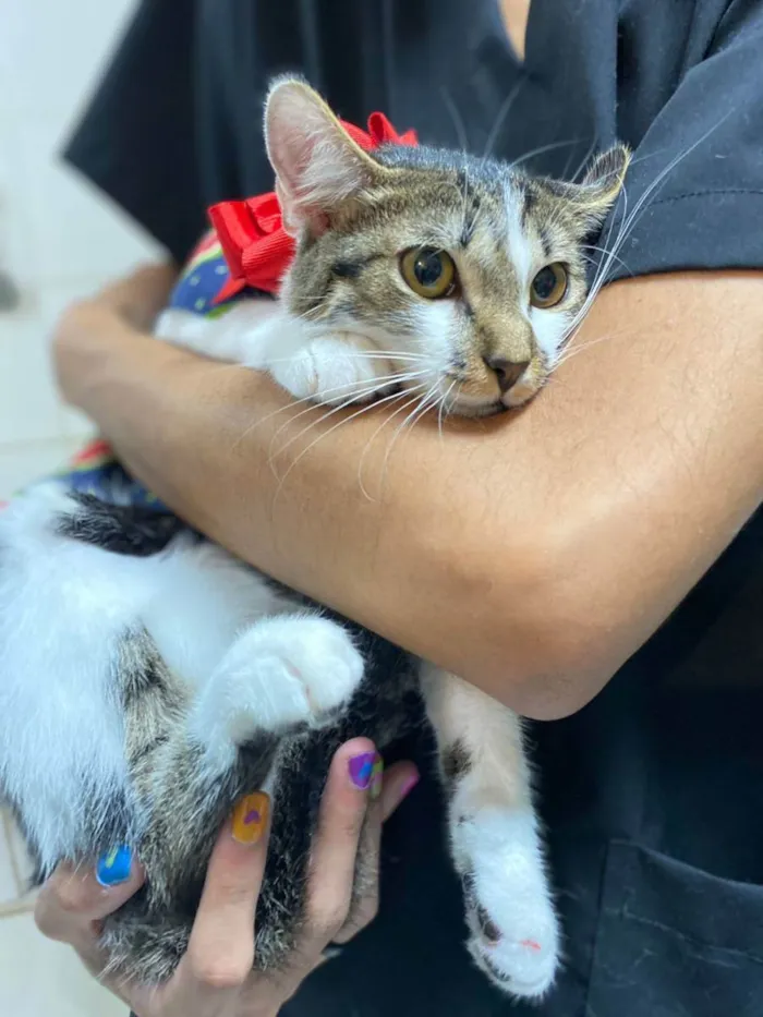 Gato ra a SRD idade 2 a 6 meses nome Família Greta