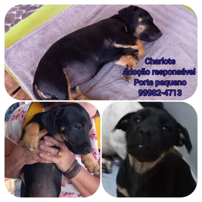 Cachorro ra a SRD idade 2 a 6 meses nome Charlote
