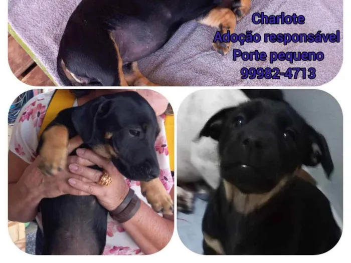 Cachorro ra a SRD idade 2 a 6 meses nome Charlote