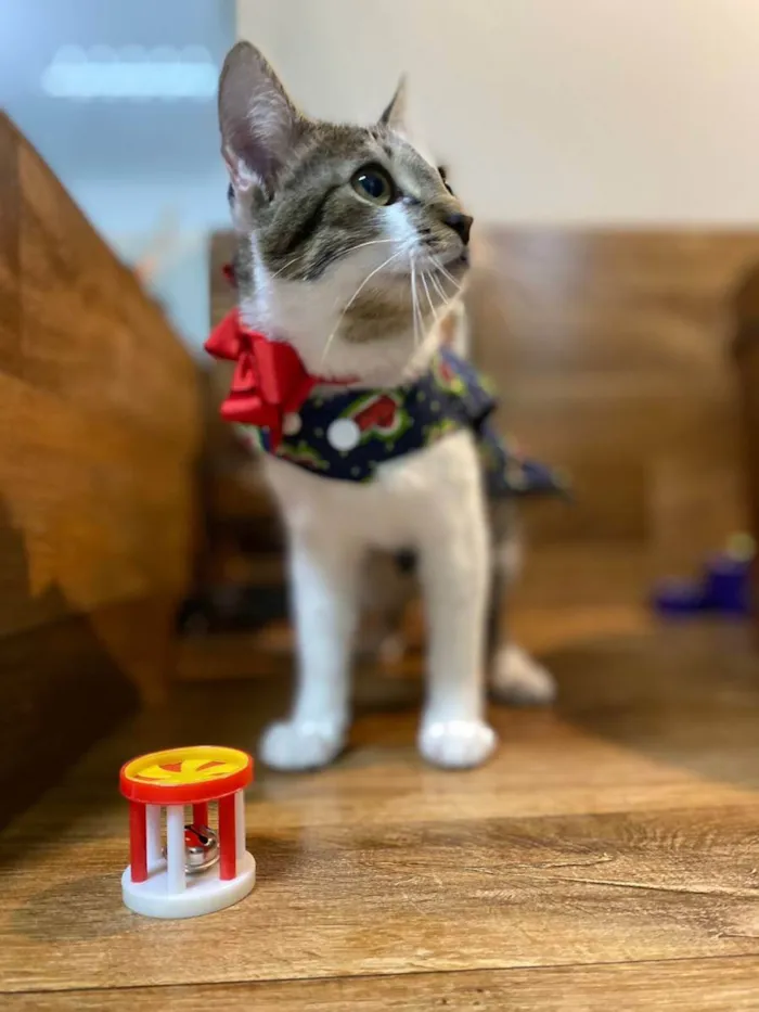 Gato ra a SRD idade 2 a 6 meses nome Família Greta