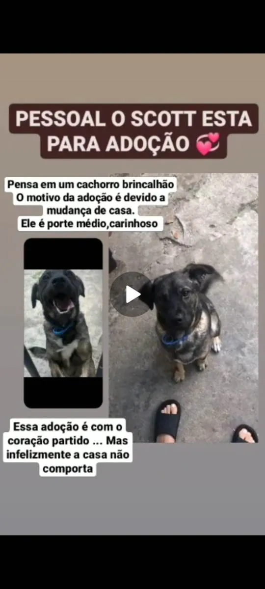 Cachorro ra a Vira-lata idade 1 ano nome Scott 