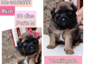Cachorro raça SRD idade Abaixo de 2 meses nome Nicole