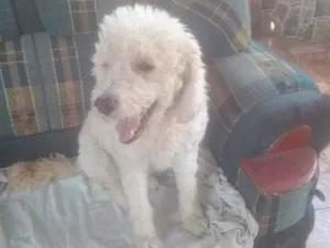 Cachorro raça Poodle idade 3 anos nome Romeu 