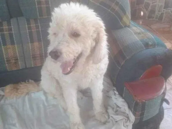 Cachorro ra a Poodle idade 3 anos nome Romeu 