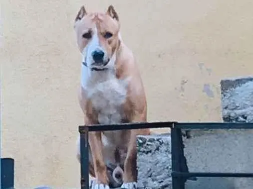 Cachorro ra a Pitbull  idade 1 ano nome Thor 