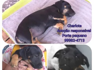 Cachorro raça SRD idade 2 a 6 meses nome Charlote