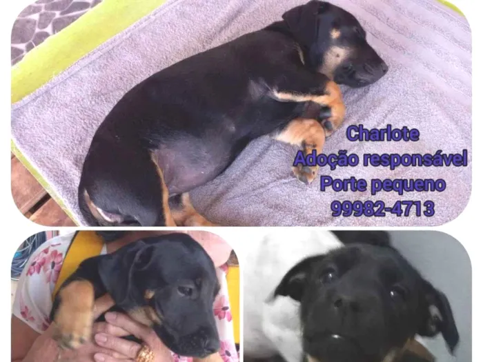 Cachorro ra a SRD idade 2 a 6 meses nome Charlote