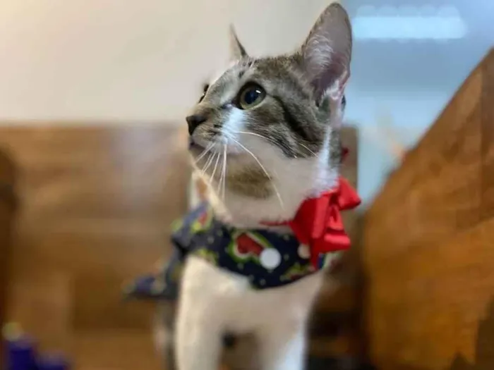 Gato ra a SRD idade 2 a 6 meses nome Família Greta