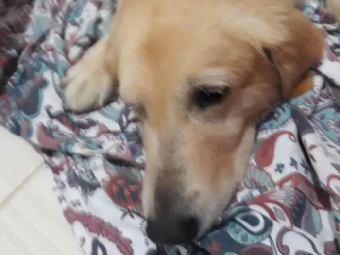 Cachorro ra a Golden Retriver idade 6 ou mais anos nome Chamamos de Fiona