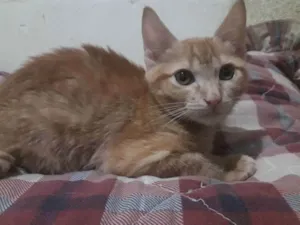 Gato raça Srd idade 2 a 6 meses nome Simba