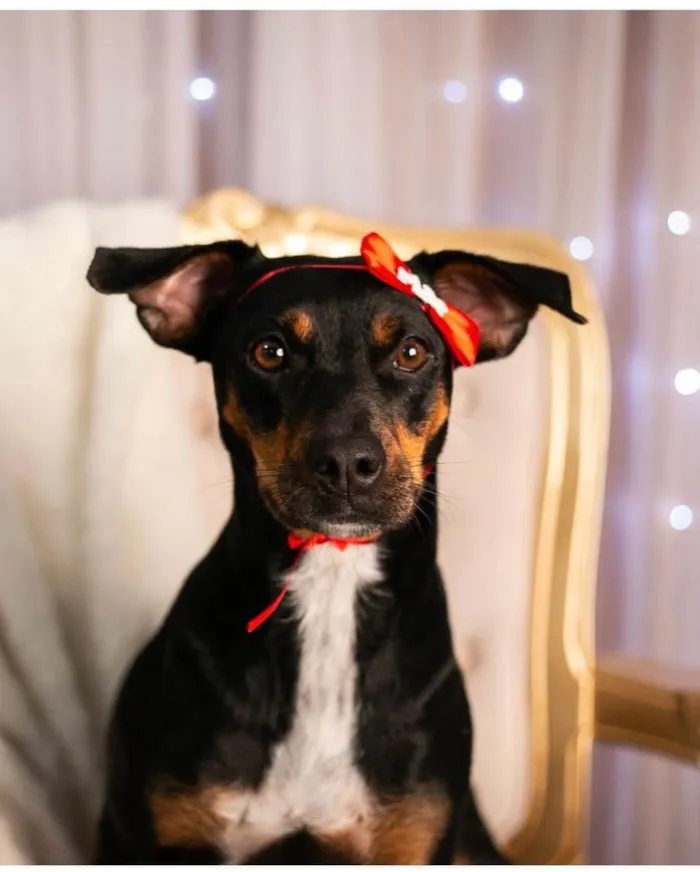 Cachorro ra a  idade 2 anos nome Matilde 