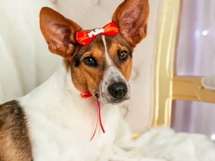 Cachorro ra a  idade 1 ano nome Catarina 