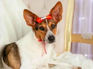 Cachorro raça  idade 1 ano nome Catarina 