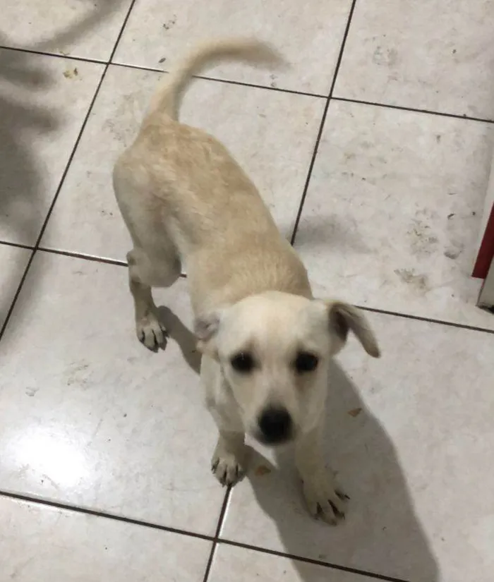 Cachorro raça srd idade 2 a 6 meses nome Vitória