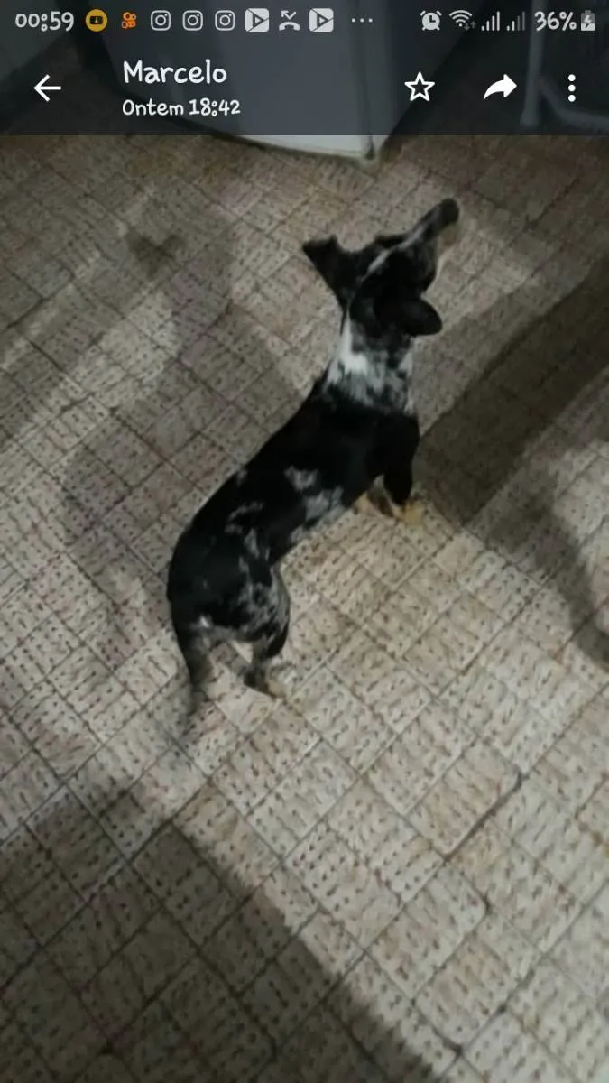 Cachorro raça Desconhecida idade 7 a 11 meses nome Snoop