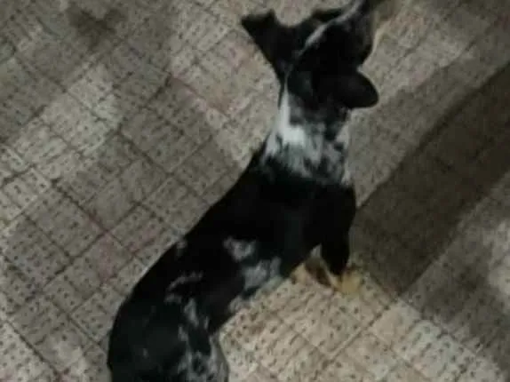 Cachorro raça Desconhecida idade 7 a 11 meses nome Snoop