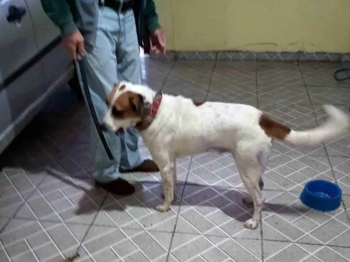 Cachorro ra a Americana idade 2 anos nome Faísca 