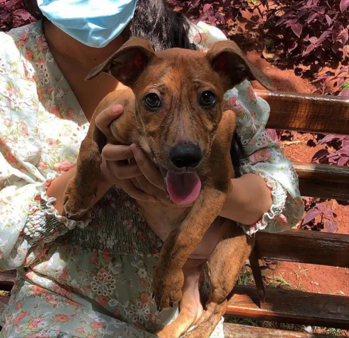 Cachorro ra a Vira-lata  idade 7 a 11 meses nome Totó 