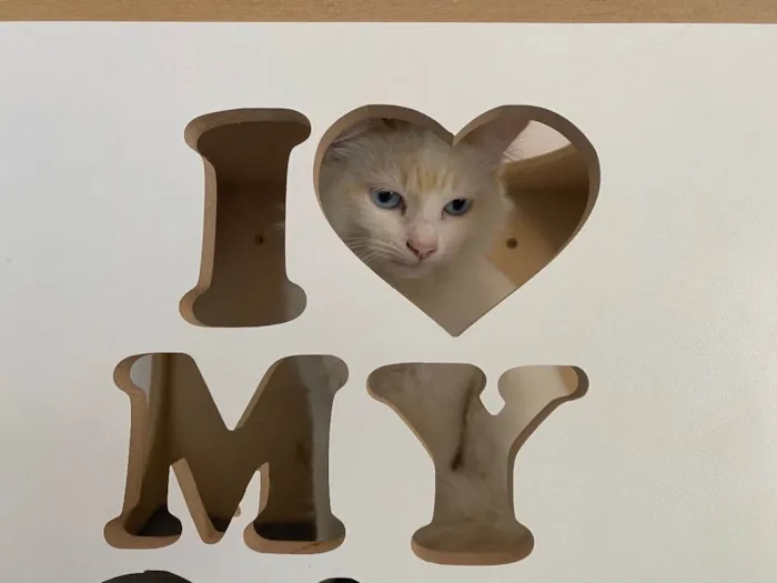 Gato raça Srd idade 7 a 11 meses nome Doris