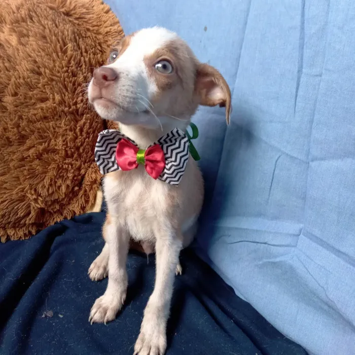 Cachorro raça Srd idade  nome Thor e João