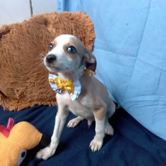 Cachorro raça Srd idade  nome Thor e João