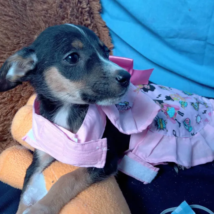 Cachorro raça Srd idade 2 a 6 meses nome Meg