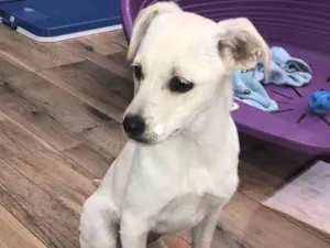 Cachorro raça srd idade 2 a 6 meses nome Vitória