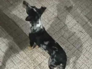 Cachorro raça Desconhecida idade 7 a 11 meses nome Snoop