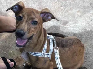 Cachorro raça Vira-lata  idade 7 a 11 meses nome Totó 
