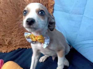 Cachorro raça Srd idade  nome Thor e João