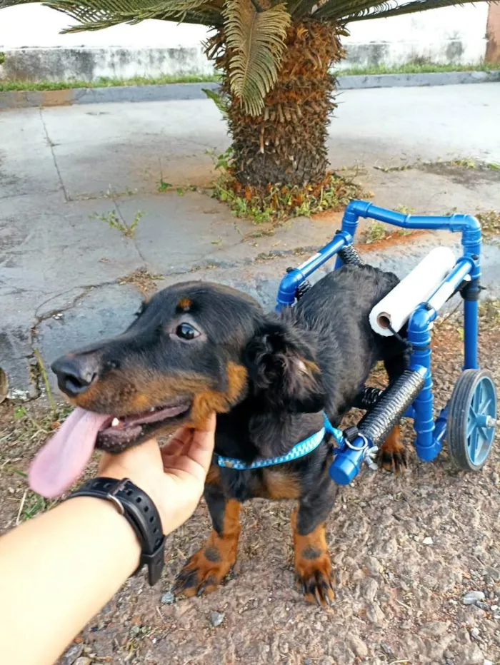 Cachorro ra a Dachshund idade 7 a 11 meses nome Pooh