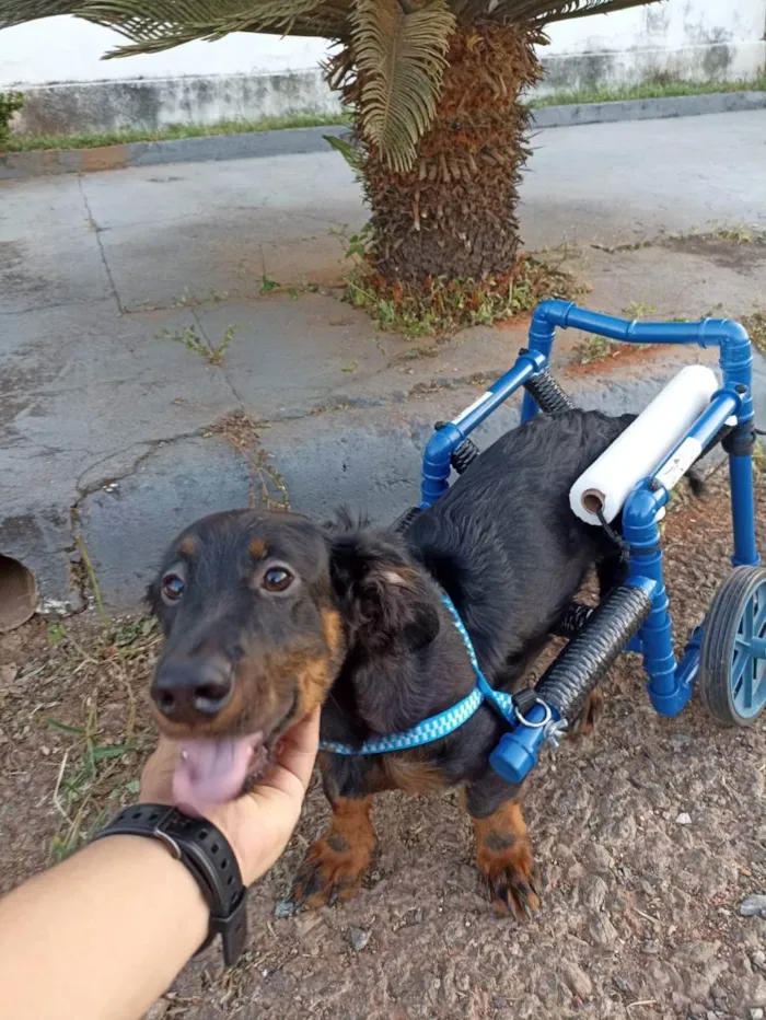 Cachorro ra a Dachshund idade 7 a 11 meses nome Pooh