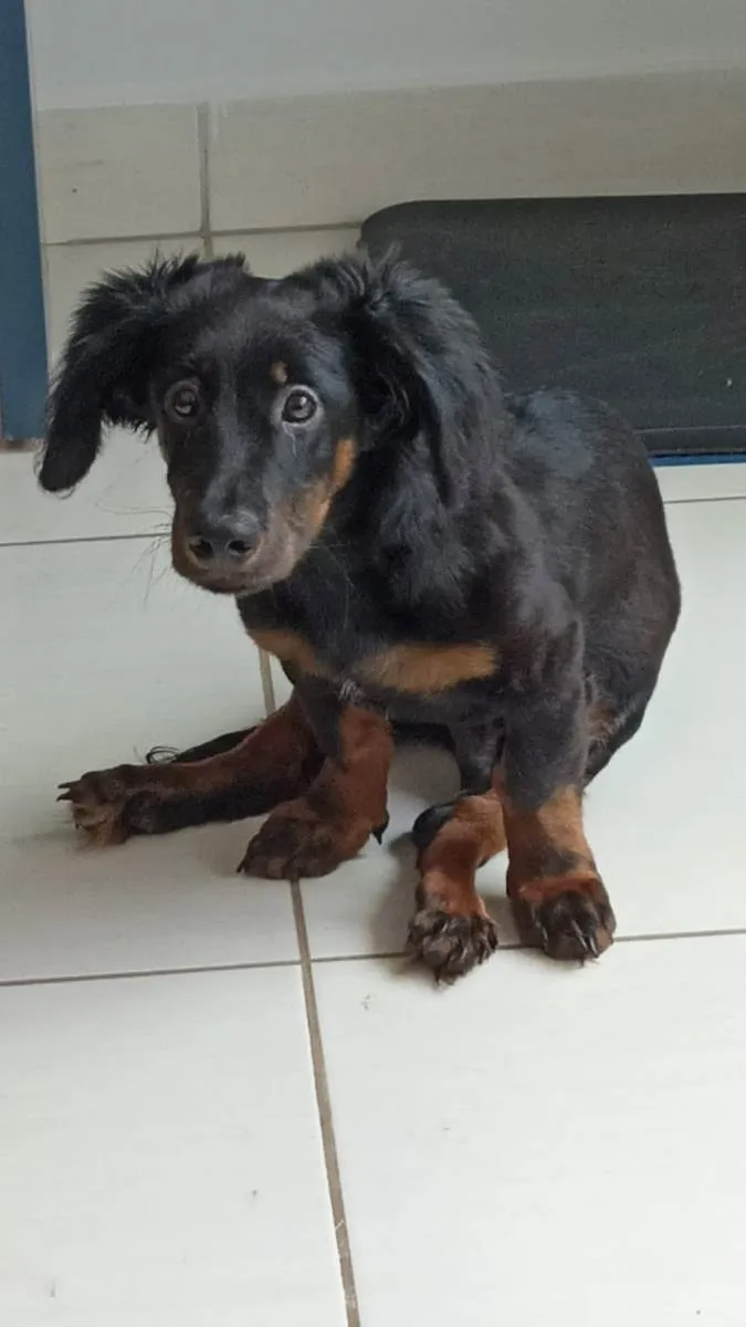 Cachorro ra a Dachshund idade 7 a 11 meses nome Pooh