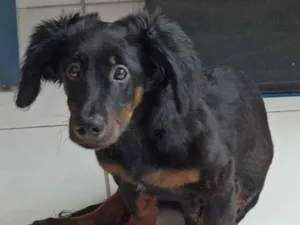 Cachorro raça Dachshund idade 7 a 11 meses nome Pooh