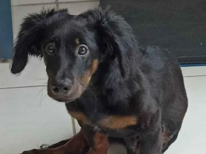 Cachorro ra a Dachshund idade 7 a 11 meses nome Pooh