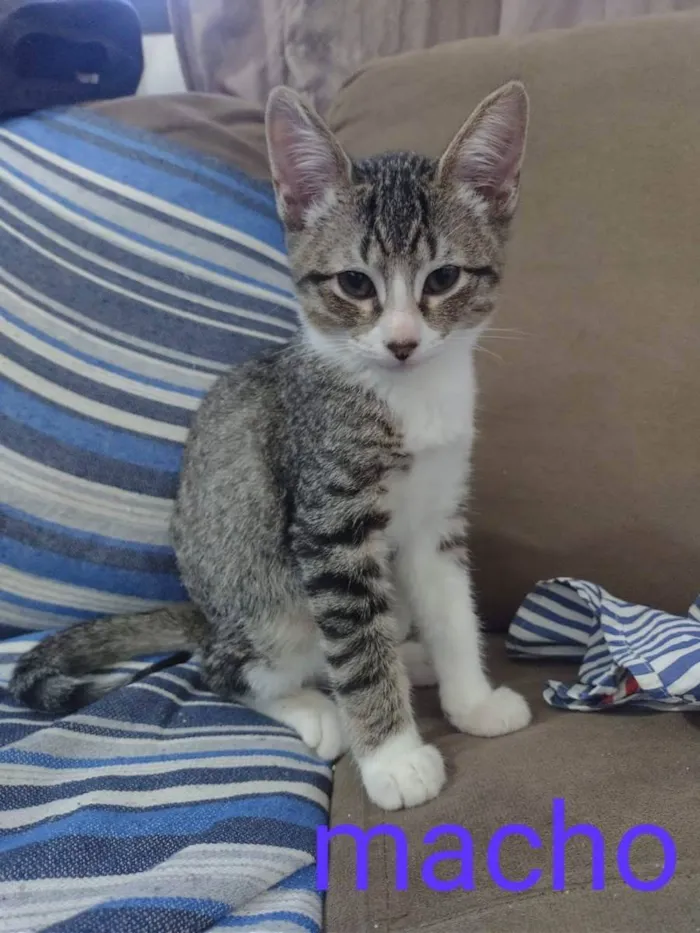 Gato ra a Srd idade 2 a 6 meses nome Dois irmaos