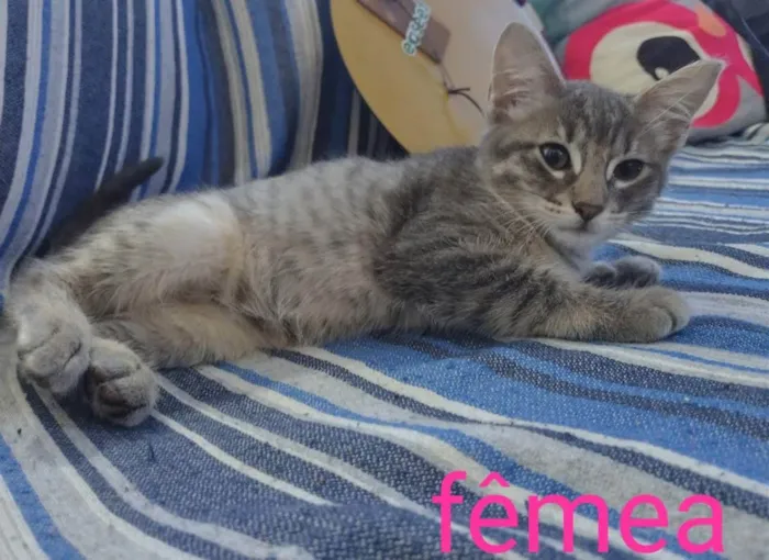Gato ra a Srd idade 2 a 6 meses nome Dois irmaos