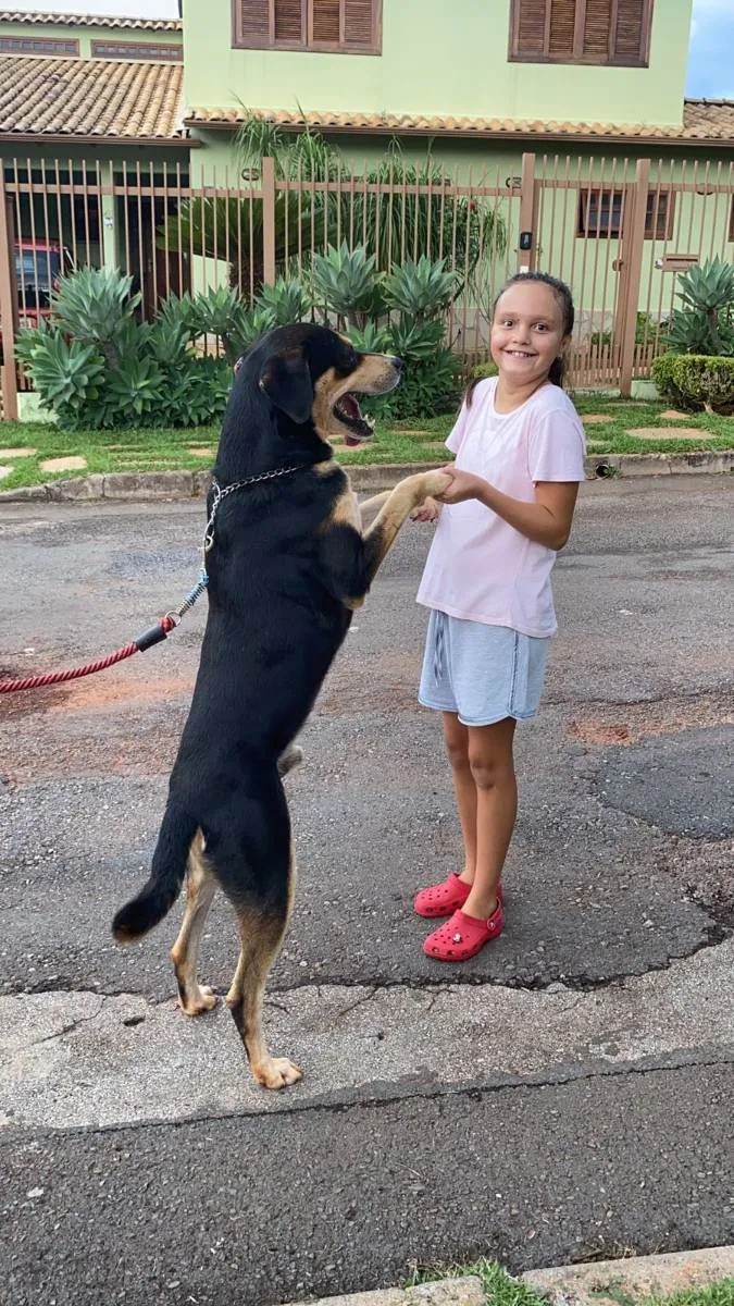 Cachorro ra a Mestiço idade 6 ou mais anos nome SIG