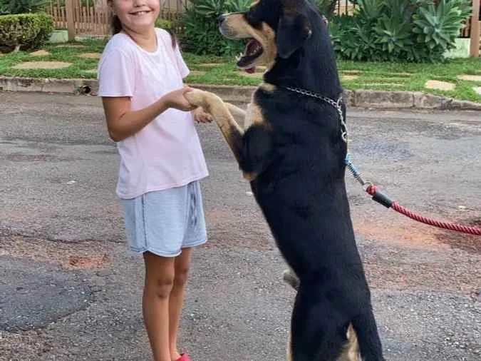 Cachorro ra a Mestiço idade 6 ou mais anos nome SIG