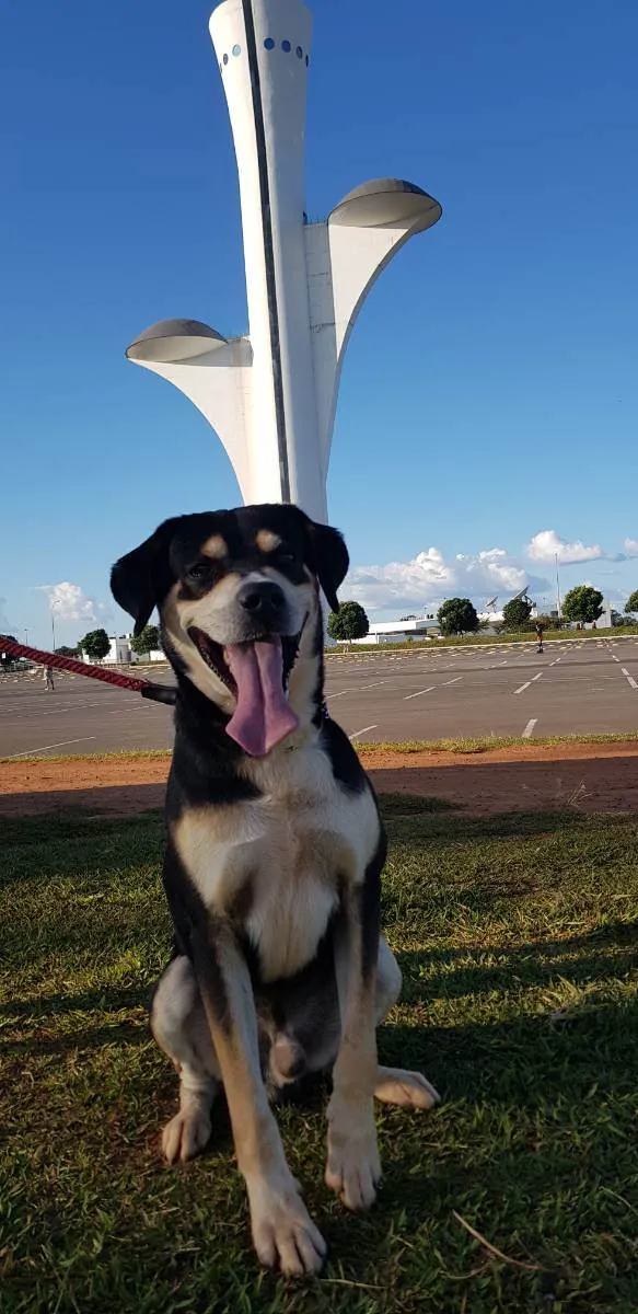 Cachorro ra a Mestiço idade 6 ou mais anos nome SIG