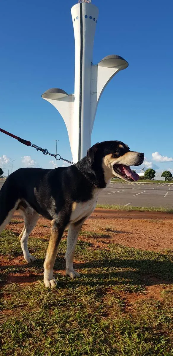 Cachorro ra a Mestiço idade 6 ou mais anos nome SIG