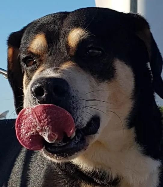 Cachorro ra a Mestiço idade 6 ou mais anos nome SIG