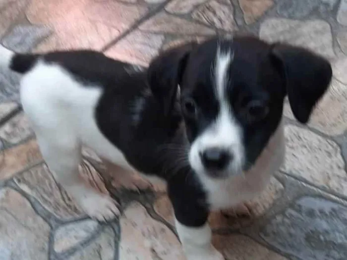 Cachorro raça  Vila lata idade Abaixo de 2 meses nome Chayene
