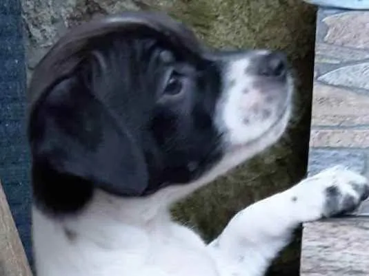 Cachorro raça  Vila lata idade Abaixo de 2 meses nome Moana