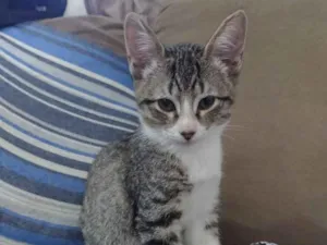 Gato raça Srd idade 2 a 6 meses nome Dois irmaos