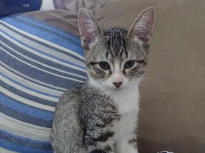 Gato ra a Srd idade 2 a 6 meses nome Dois irmaos