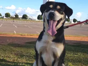 Cachorro raça Mestiço idade 6 ou mais anos nome SIG