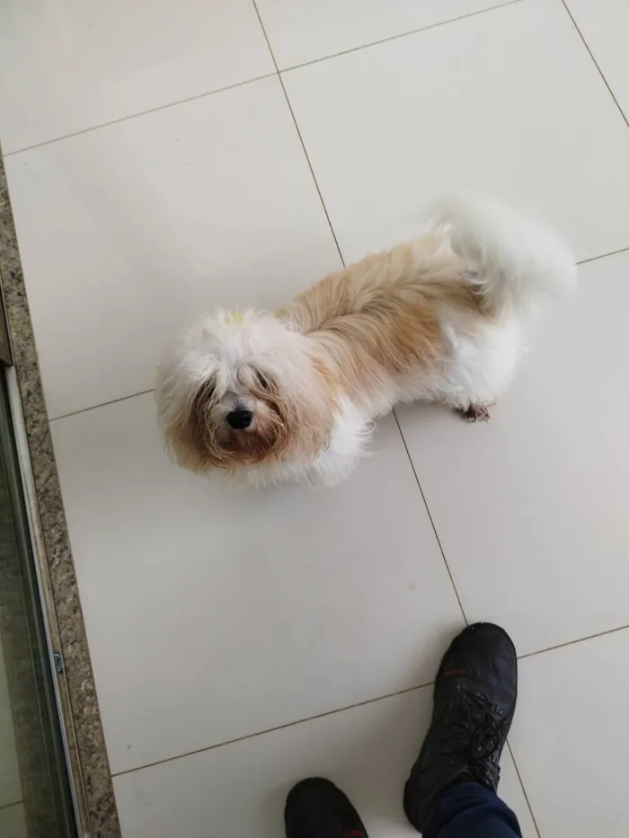 Cachorro raça Lhasa apso idade 1 ano nome Bubu